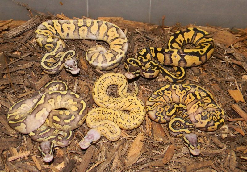 FireFly Combos `12