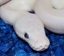 Blue-Eye Lucy