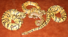 Ghost Group