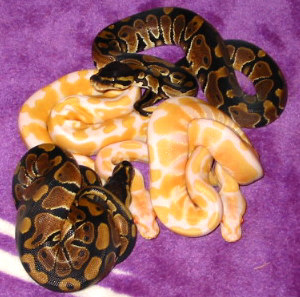 Albinos and Het Albinos