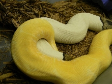 albino spider x pied