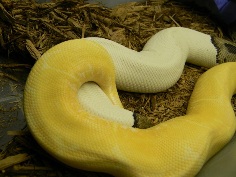 albino spider x pied