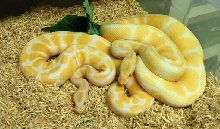 Albino Breeder Males