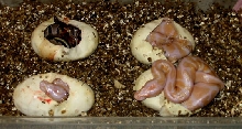 albino balls hatching