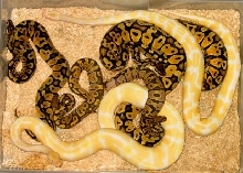 Ball python collage