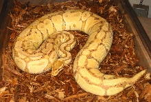 Adult Banana