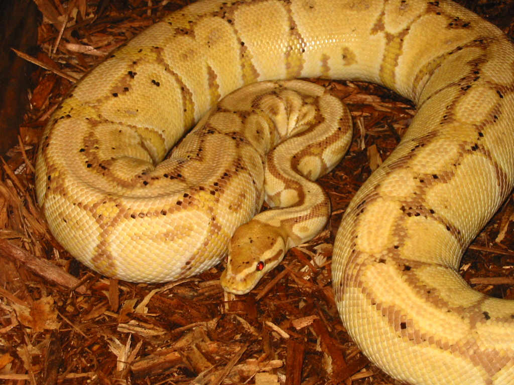 Close up Banana