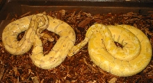 Pastel Banana & Banana