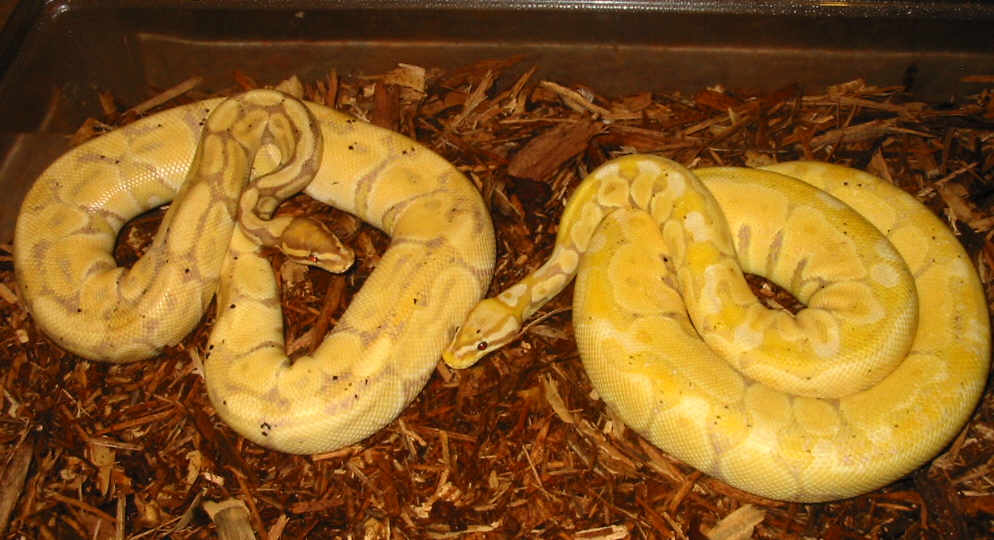 Pastel Banana & Banana