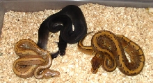 pinstripe,hypo pin and super cinnamon