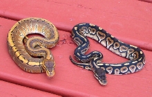 pinstripe and cinnamon pastel 04 hatchlings