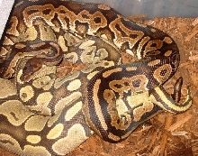 Cinnamon Het Ghost X Ghost Breeding