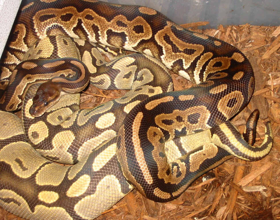 Cinnamon Het Ghost X Ghost Breeding