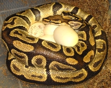 ghost with eggs, bred by mojave