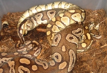 Lesser Platty X Mojave