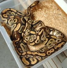 mojave X ghost