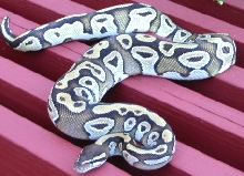 Adult Mojave Outside