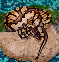 Pastel Sugar