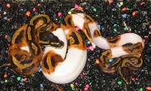Smallest Piebald