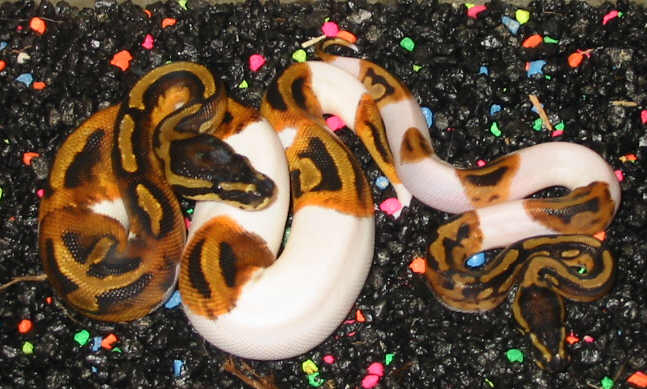 Smallest Piebald