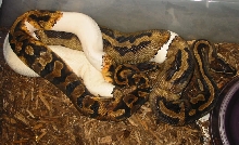 PieBald Lovin`