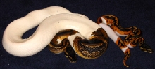 Pair Of  Pieds