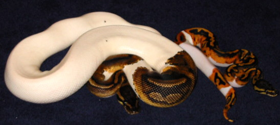 Pair Of  Pieds