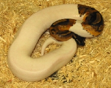Male Pied