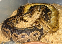 breeding pinstripe