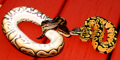 Cinnamon Pastel & Lemon Pastel