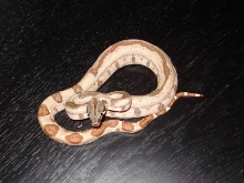 '07 Striped Hypo Male