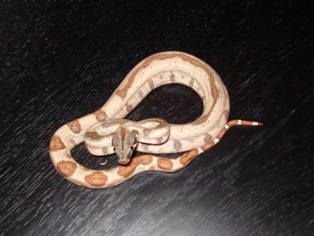 '07 Striped Hypo Male