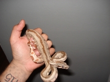 '07 Striped Hypo Male