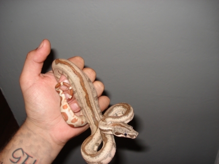 '07 Striped Hypo Male