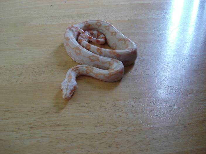Nephriti-'07 Sharp Albino Female