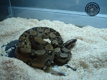 '05 100% Het Sharp Albino Female