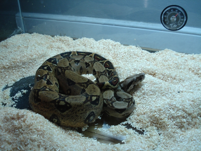 '05 100% Het Sharp Albino Female