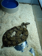 '05 100% Het Sharp Albino Female