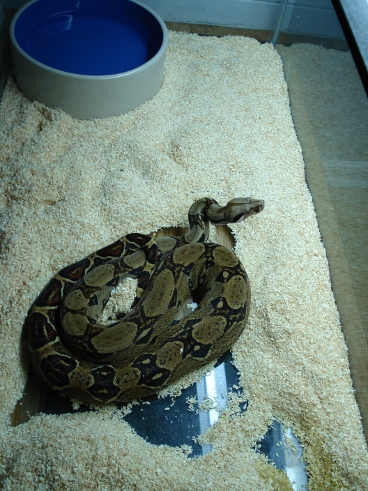 '05 100% Het Sharp Albino Female