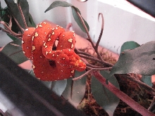 '07 Wamena Green Tree Female