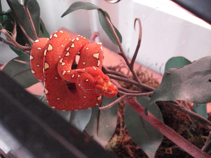'07 Wamena Green Tree Female