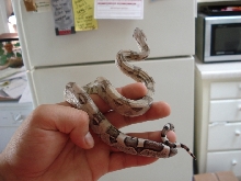 '07 Anery Female