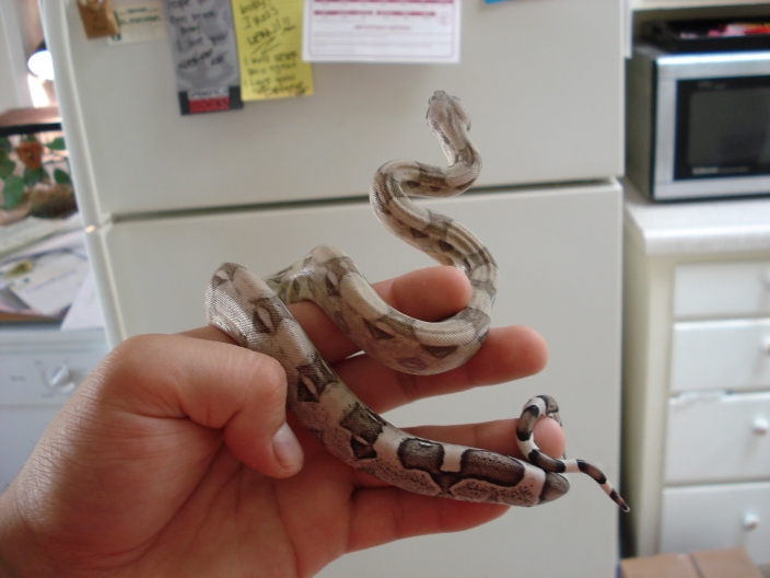 '07 Anery Female