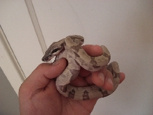 '07 ghost female