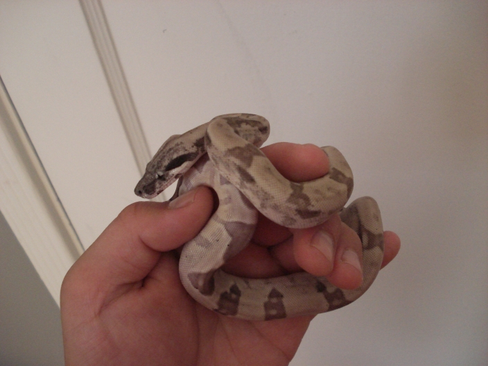 '07 ghost female