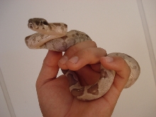 '07 Ghost female