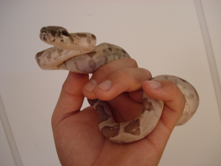 '07 Ghost female