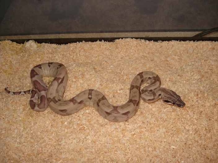 '07 ghost female