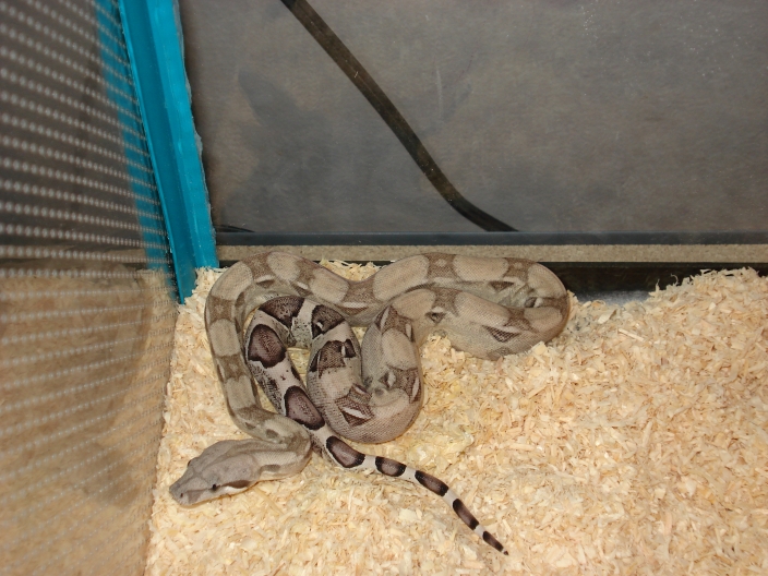 '07 Anery Female