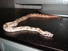 '07 Poss. Super salmon 100% het Sharp albino...aka DH Sharp Sunglow